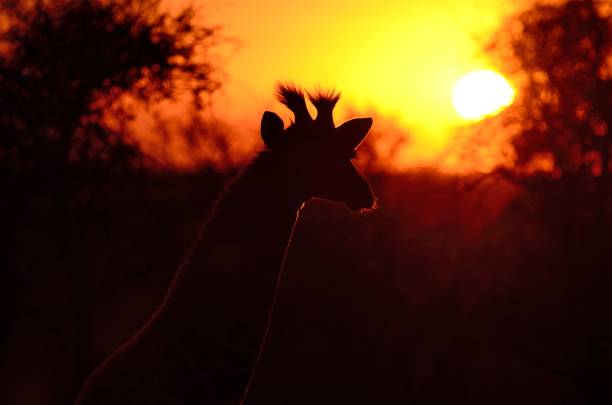 südafrikanische giraffe - kruger national park sunrise south africa africa stock-fotos und bilder