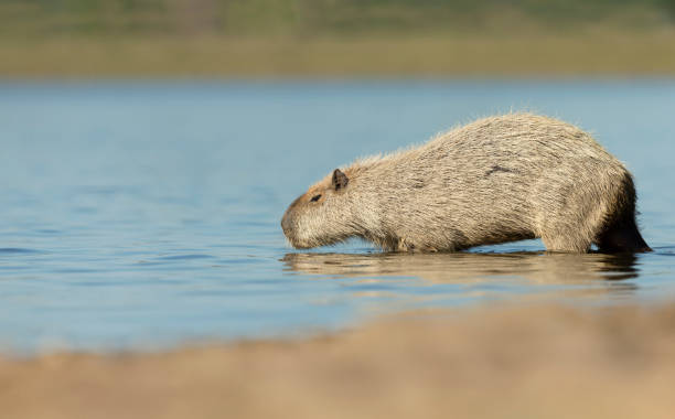 istock Close up of a Capybara on a river bank 1226709218