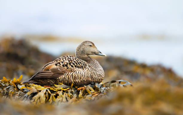 istock Close-up of a female common eider in seaweed 1226709221