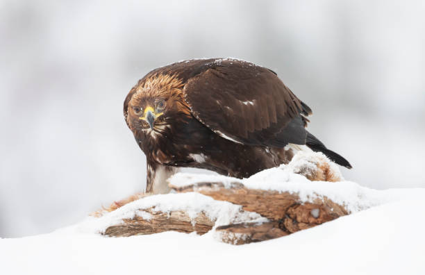 istock Close up of a Golden Eagle in winter 1226709302