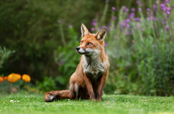 istock Red fox sitting on the grass in the back garden 1226709510