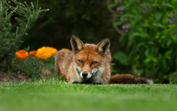 istock Red fox lying on the grass in the back garden 1226709532