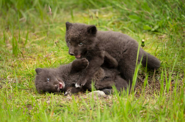 istock Close up of two playful Arctic Fox cubs 1226709575