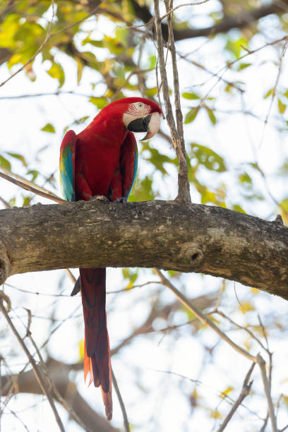 istock Close up of a red-and-green macaw perched on a tree branch 1226709642