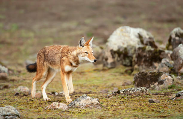 istock Rare and endangered Ethiopian wolf 1226709713