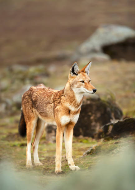 istock Rare and endangered Ethiopian wolf 1226709766
