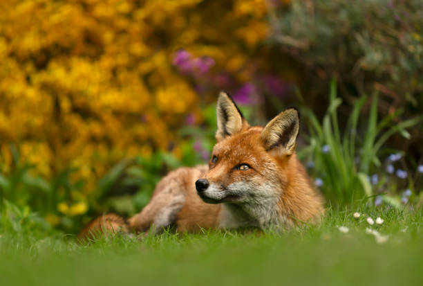 istock Red fox lying on the grass in the back garden 1226709899
