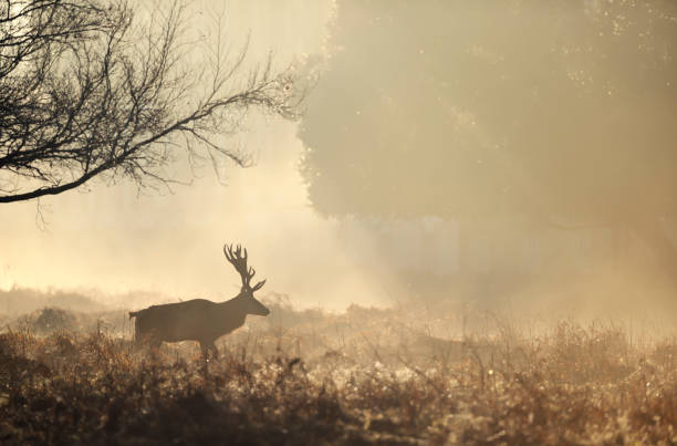 istock Close up of a Red deer walking at sunrise 1226709913