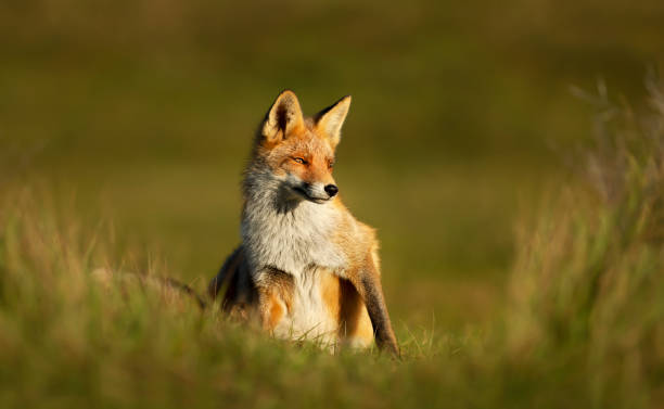 istock Close up of a red fox sitting in green grass 1226710424