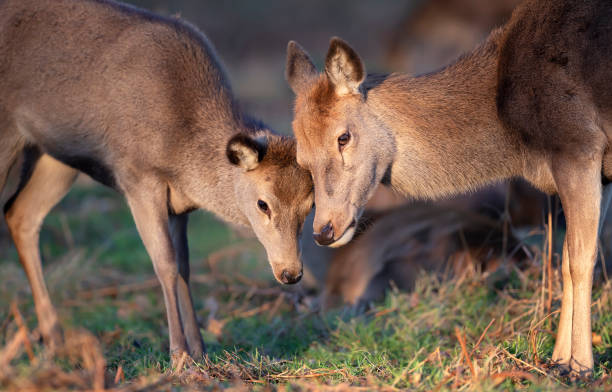 istock Red deer hind standing with a calf 1226710456