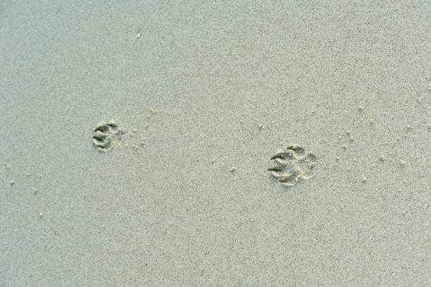 paw print na piasku - dog paw print beach footprint zdjęcia i obrazy z banku zdjęć