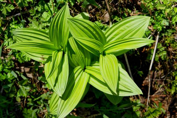 istock Green leaves with the texture 1226711107