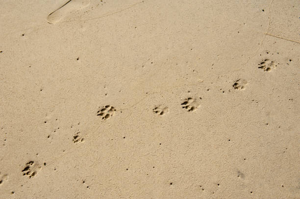 paw print on sand - paw print animal track footprint beach imagens e fotografias de stock