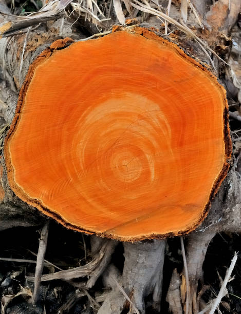 istock Cross section of wood, Cut the tree 1226712055