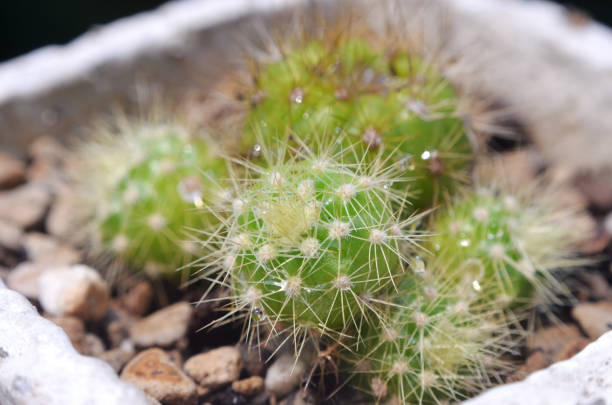 istock Close up of cactus with blurred background, Echinopsis calochlora K.Schum. 1226712204