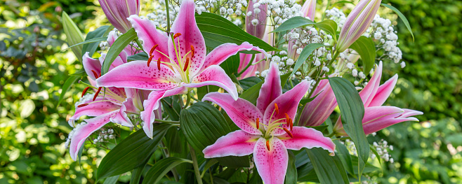 Banner with close up of a beautiful pink lilly flower