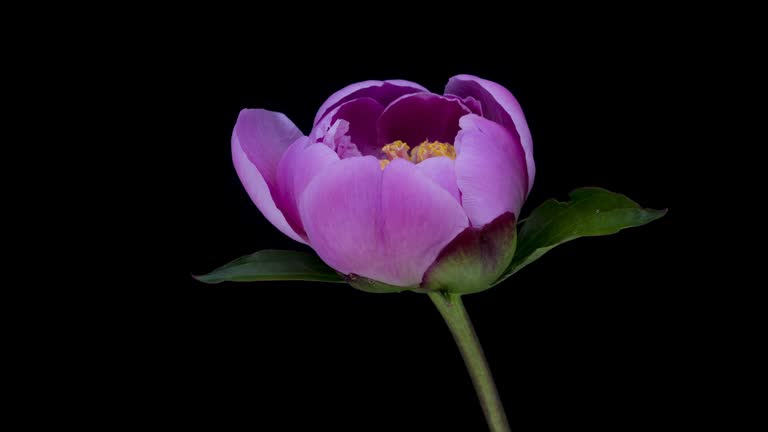 Peony Blooming