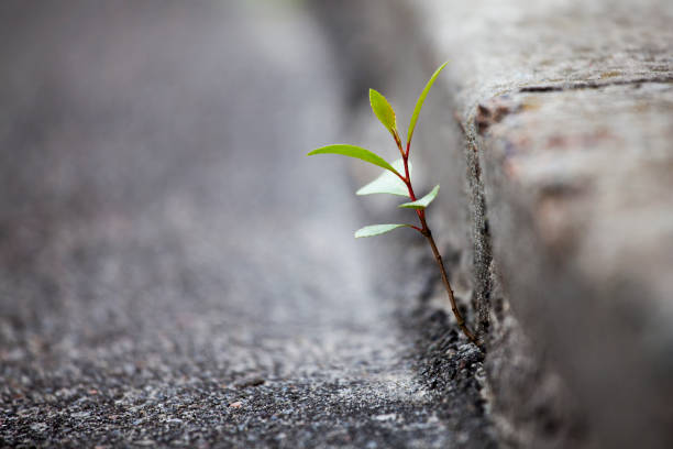 istock Green sprout growing through the asphalt. 1226714280