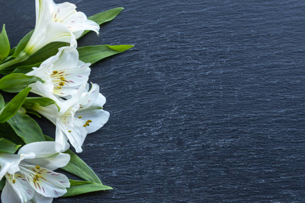 istock Alstroemeria on black background 1226714881