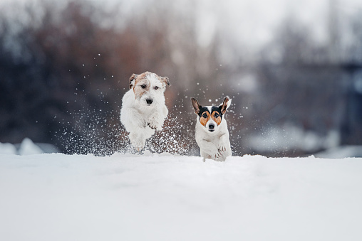 two jack russell terrier dogs running outdoors in winter