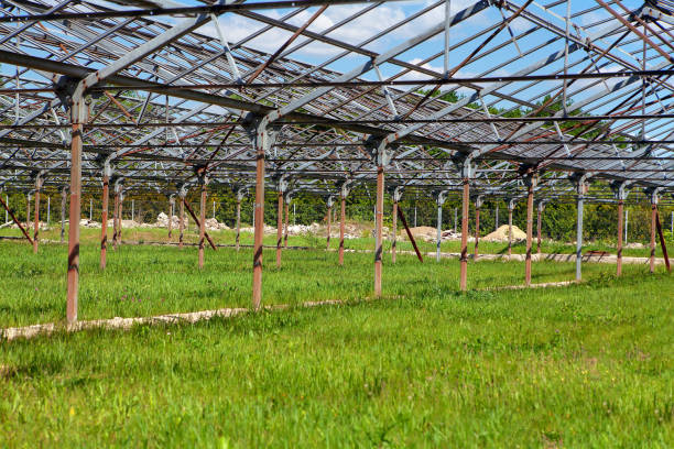 istock green grass in greenhouse 1226716554