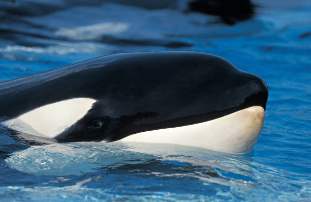 istock KILLER WHALE orcinus orca, CLOSE-UP OF HEAD AT SURFACE 1226716581