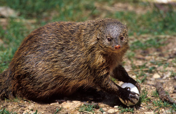 banded mongoose mungos mungo, adulto con egg - mangosta fotografías e imágenes de stock