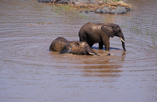 AFRICAN ELEPHANT loxodonta africana, YOUNGS HAVING BATH, KENYA