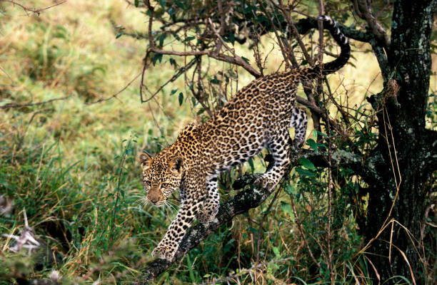 istock LEOPARD panthera pardus, MASAI MARA PARK, KENYA 1226716627