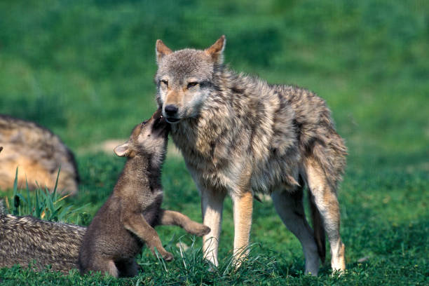 istock EUROPEAN WOLF canis lupus, FEMALE PLAYING WITH PUP 1226716650