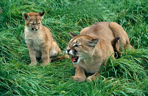COUGAR puma concolor, MOTHER GROWLING WITH CUB