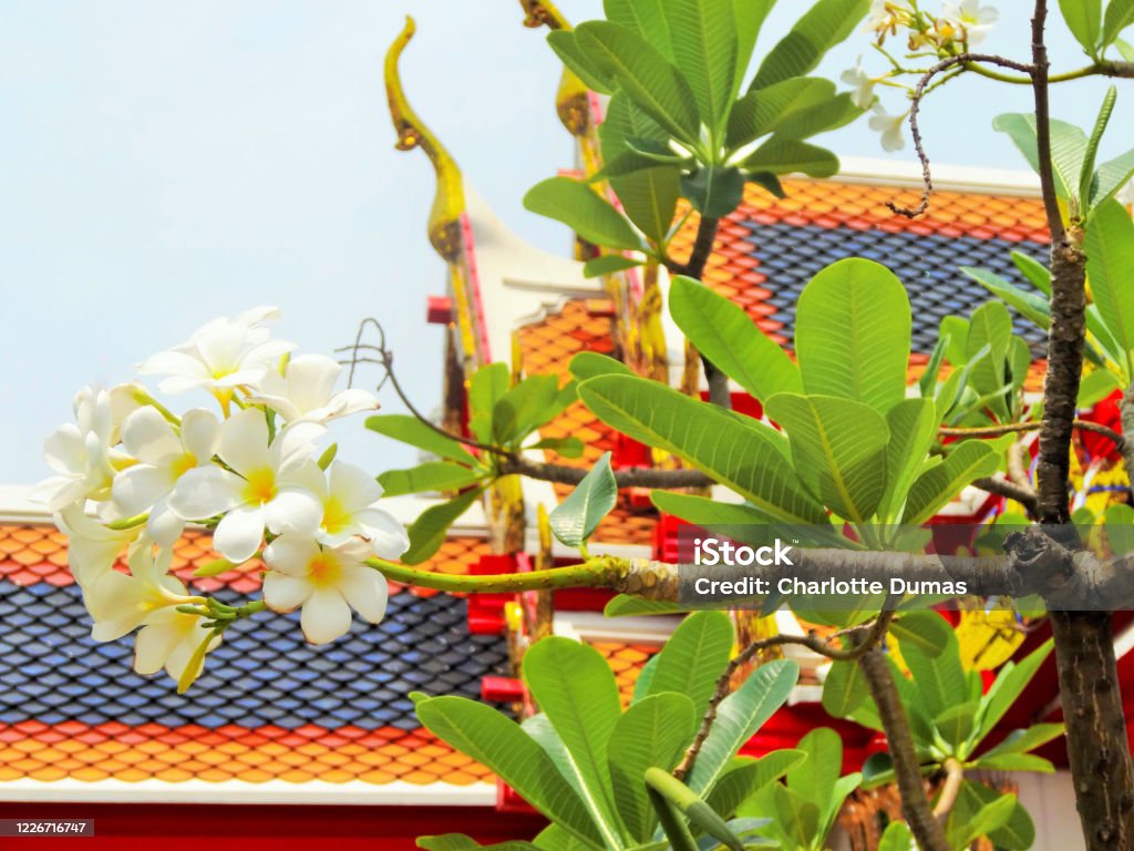 Tiled temple rooftop and flowers Architecture Stock Photo