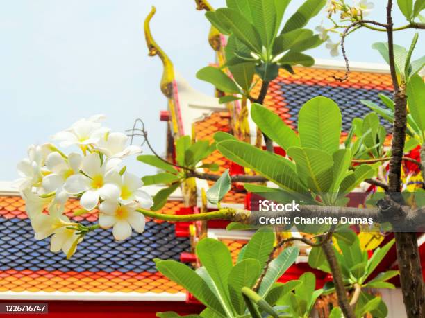 Tiled Temple Rooftop And Flowers Stock Photo - Download Image Now - Architecture, Asia, Beauty