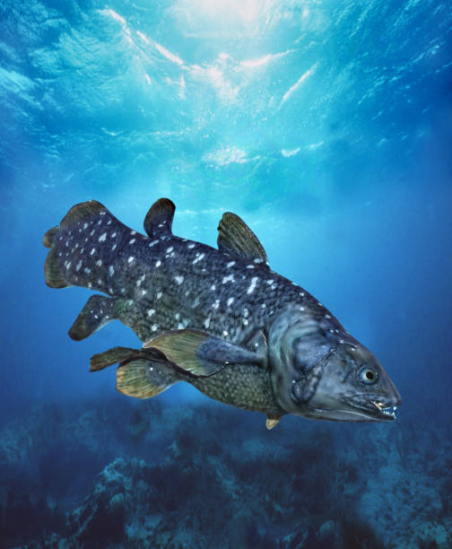 COELACANTH latimeria chalumnae, ADULT COELACANTH latimeria chalumnae, ADULT coelacanth photos stock pictures, royalty-free photos & images