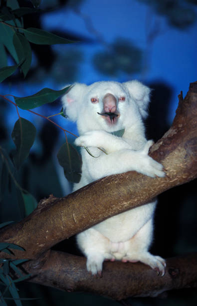 koala phascolarctos cinereus, albino male eating eucalyptus leaf, australie - cinereous photos et images de collection