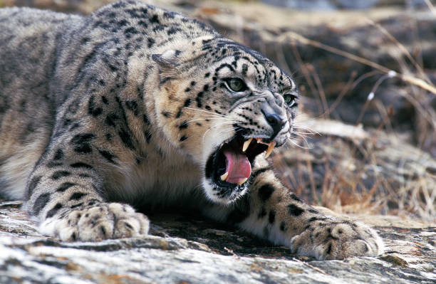 snow leopard or ounce uncia uncia, adult snarling, threat posture - snow leopard imagens e fotografias de stock