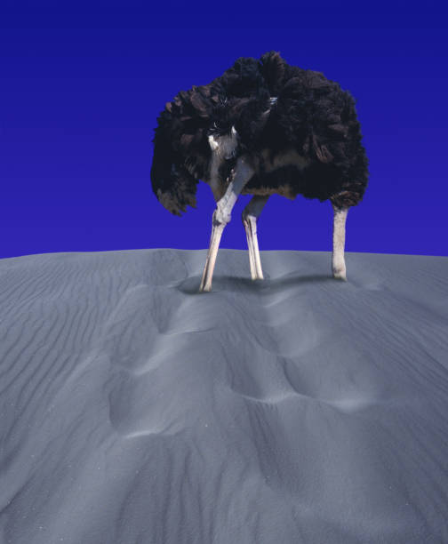 istock OSTRICH struthio camelus, ADULT HIDING HEAD IN SAND, SYMBOLIC IMAGE 1226716899