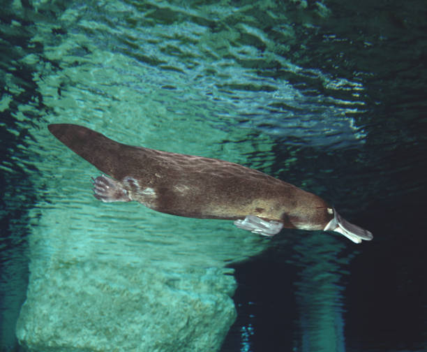 Platypus floating on water