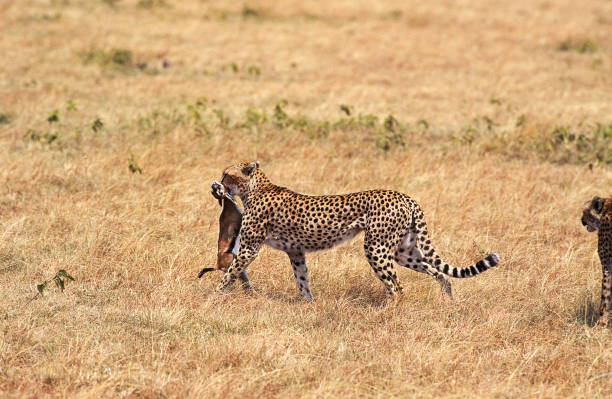 cheetah acinonyx jubatus, dorosły z thomson's gazelle kill, masai mara park, kenia - thomsons gazelle zdjęcia i obrazy z banku zdjęć