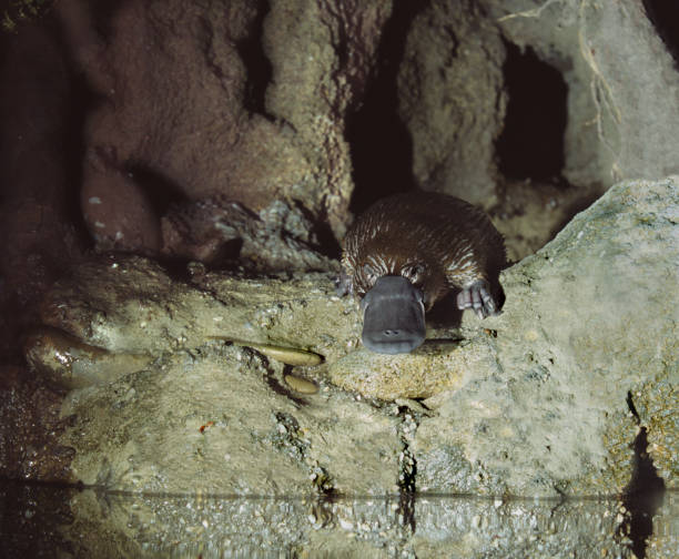 platypus ornithorhynchus anatinus, australia - ornitorrinco fotografías e imágenes de stock