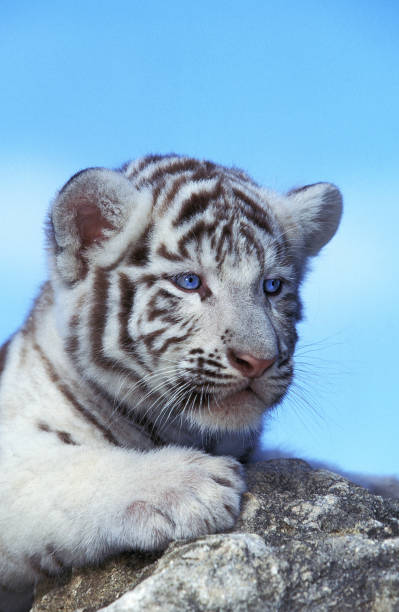 istock WHITE TIGER panthera tigris, CUB STANDING ON ROCK 1226717138