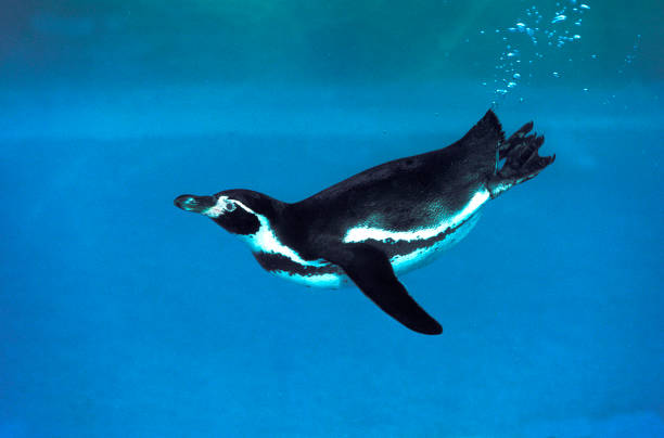 гумбольдт пингвин сфениск гумбольдти, adult swimming underwater - humboldt penguin стоковые фото и изображения