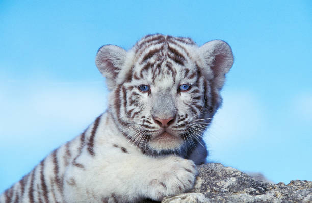 istock WHITE TIGER panthera tigris, CUB STANDING ON ROCK 1226717172