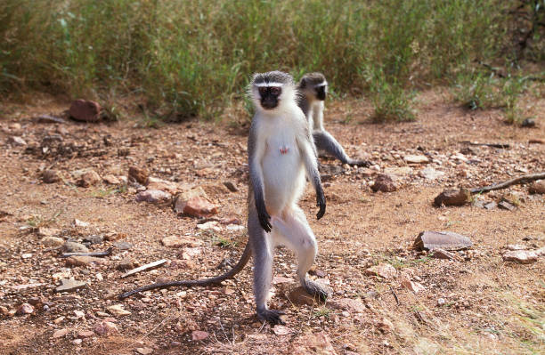 istock VERVET MONKEY cercopithecus aethiops, FEMALE STANDING ON HIND LEGS, KENYA 1226717248