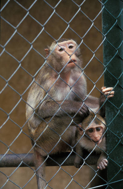 istock CAPTIVE MACAQUE, FEMALE WITH BABY IN CAGE 1226717268