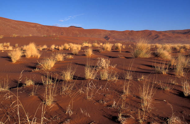 istock NAMIB DESERT WITH DRY PLANT, NAMIBIA 1226717298
