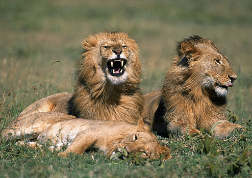 AFRICAN LION panthera leo, FEMALE WITH TWO YOUNG MALES SITTING ON GRASS, KENYA