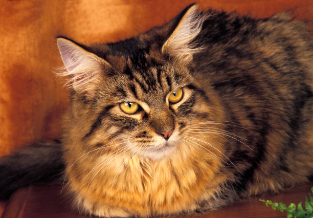 istock BROWN TABBY MAINE COON CAT, ADULT 1226717593