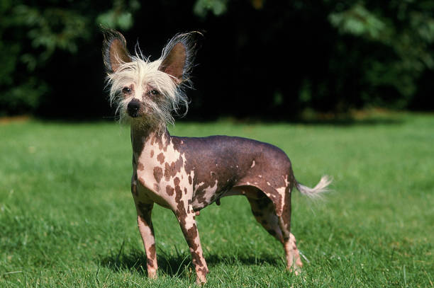 CHINESE CRESTED DOG, FEMALE STANDING ON GRASS stock photo