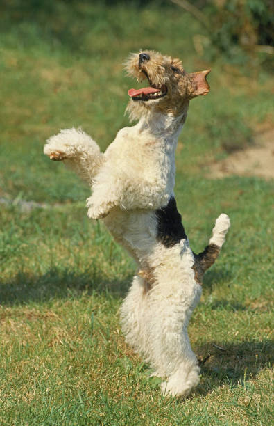 istock WIRE-HAIRED FOX TERRIER, ADULT STANDING ON HIND LEGS 1226718447